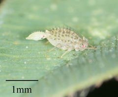 Therioaphis trifolii