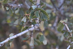 Ceanothus lemmonii