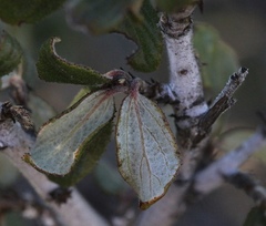 Ceanothus lemmonii