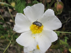 Oxythyrea noemi