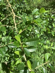 Maclura africana