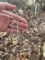Borodinia canadensis