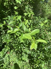 Maclura africana