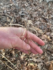 Borodinia canadensis