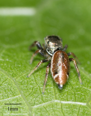 Sassacus vitis