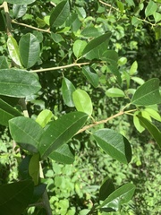 Maclura africana