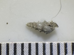 Tryonia clathrata