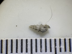 Tryonia clathrata