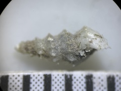 Tryonia clathrata