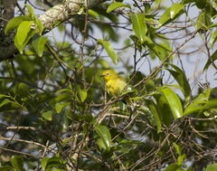 Zosterops anderssoni