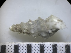 Tryonia clathrata