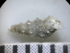 Tryonia clathrata