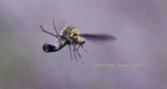 Lepidophora lepidocera