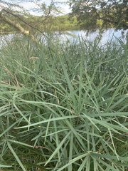 Cyperus sexangularis