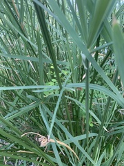 Cyperus sexangularis