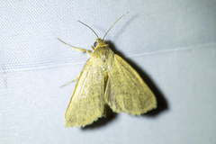 Heliocheilus