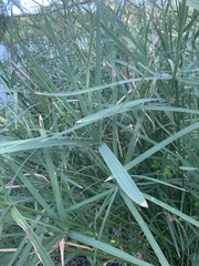 Cyperus sexangularis