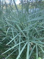 Cyperus sexangularis