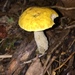 Leccinum luteum - Photo (c) Daniel Folds, some rights reserved (CC BY-NC), uploaded by Daniel Folds