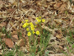 Tephroseris kirilowii