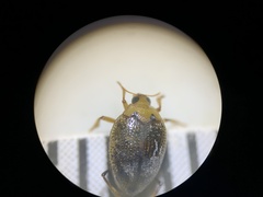 Peltodytes simplex