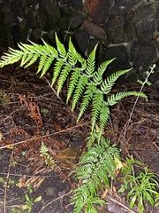 Microlepia strigosa