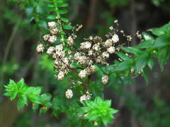 Cassinia denticulata