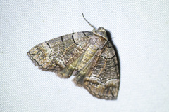 Dysbatus stenodesma