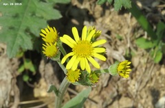 Tephroseris phaeantha