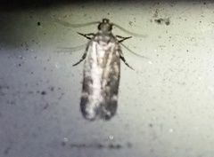 Filatima