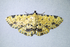 Sandava scitisignata