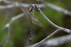 Petalura litorea