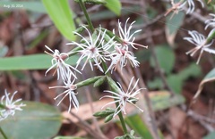Ainsliaea acerifolia