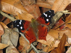 Hypanartia trimaculata