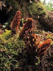 Conopholis panamensis