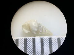 Tryonia clathrata