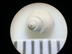 Pyrgulopsis merriami