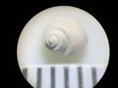 Pyrgulopsis merriami