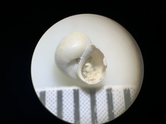 Pyrgulopsis merriami