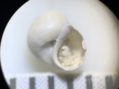 Pyrgulopsis merriami