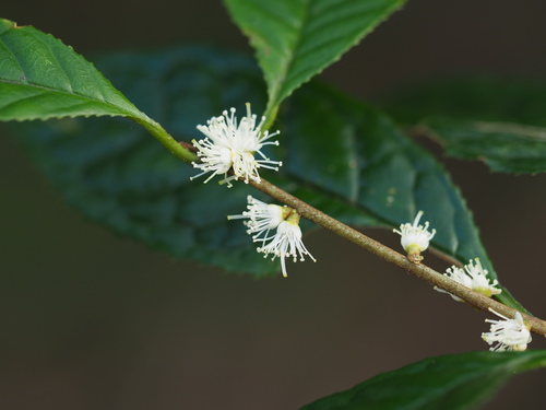 Symplocos adenopus