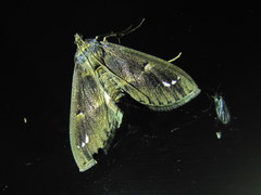 Diaphania costaricalis