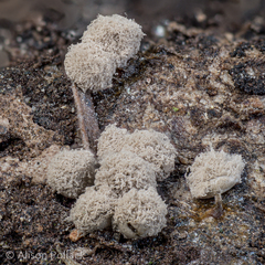 Arcyria globosa