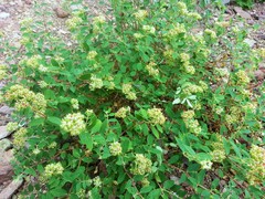 Euphorbia tomentulosa