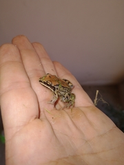 Leptodactylus mystacinus