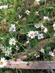 Symphyotrichum depauperatum