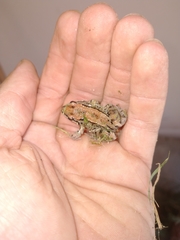 Leptodactylus mystacinus