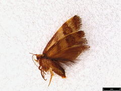Olbonoma triptycha