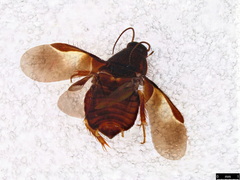 Holocompsa