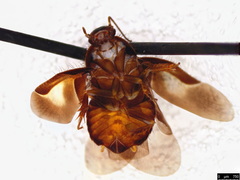 Holocompsa